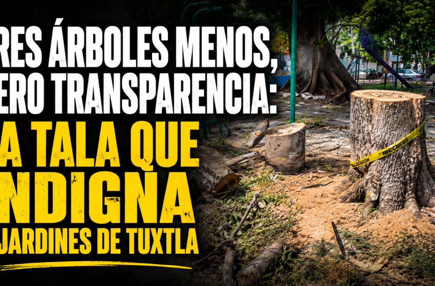  DENUNCIAN VECINOS TALA DE ÁRBOLES EN ZONA RECREATIVA DE JARDINES DE TUXTLA