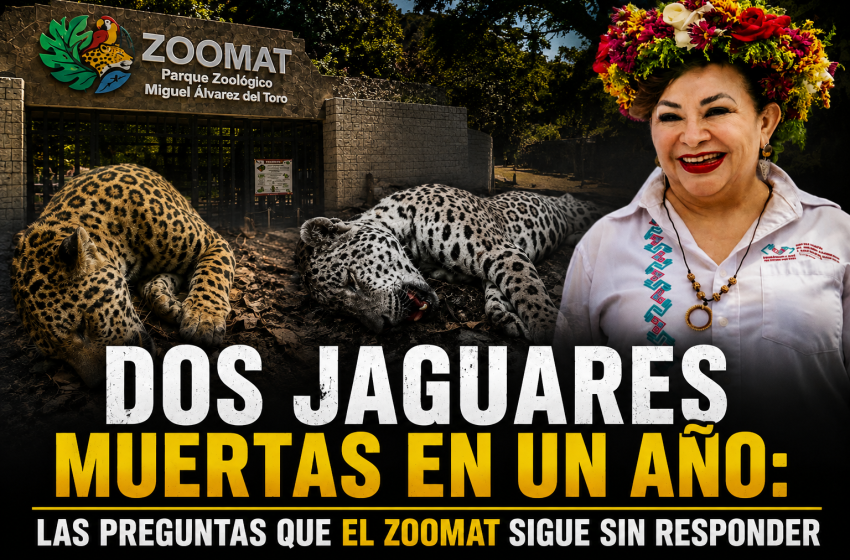  DOS JAGUARES MUERTAS EN MENOS DE UN AÑO: EL ZOOMAT QUE DIRIGE UNA MAESTRA, NO UNA BIÓLOGA
