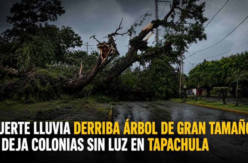  ÁRBOL DE GRAN TAMAÑO CAE SOBRE CABLEADO ELÉCTRICO TRAS FUERTE LLUVIA EN TAPACHULA